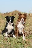 BORDER COLLIE 273